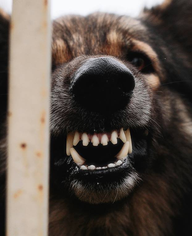 kutyacsapda - vicsorgó kutya