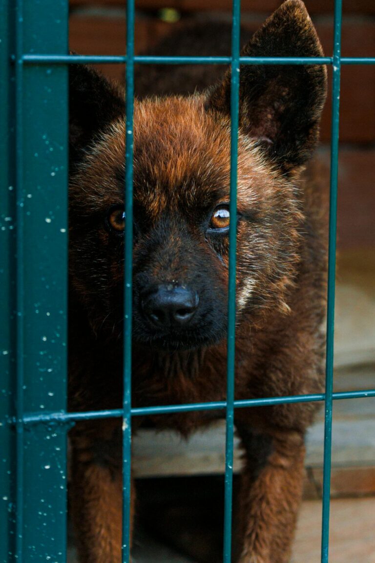 Kutyacsapda - ketrecben